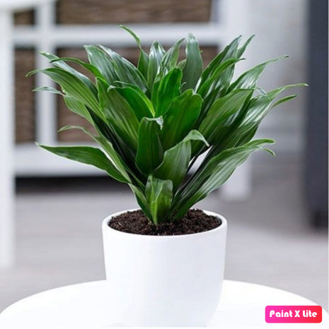 Dracaena compacta 25cm - PlantmartUAE.com