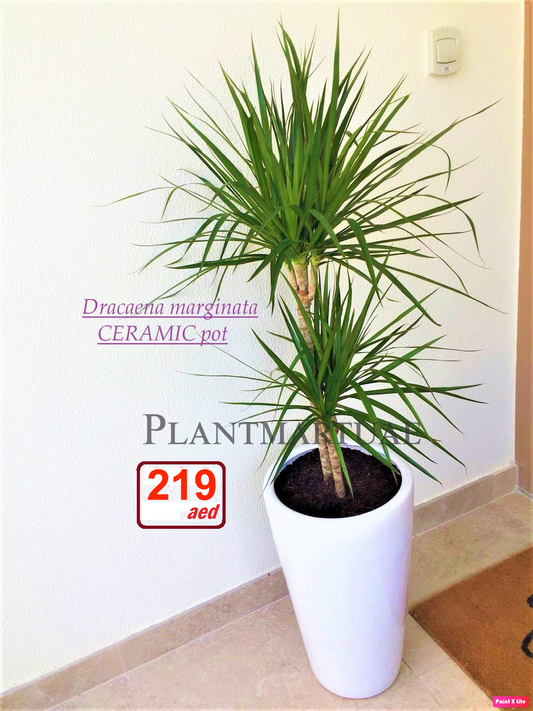 Dracaena marginata 1.5mtr / CERAMIC pot