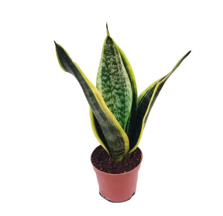 Sansevieria/Snake plant mini 20cm-25cm - PlantmartUAE.com