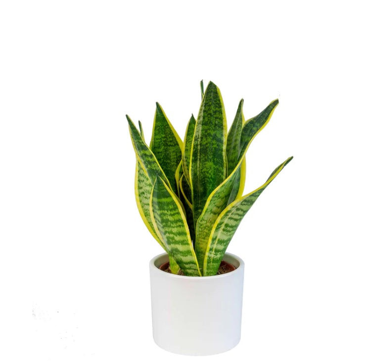 Sansevieria/Snake plant mini 20cm-25cm - PlantmartUAE.com