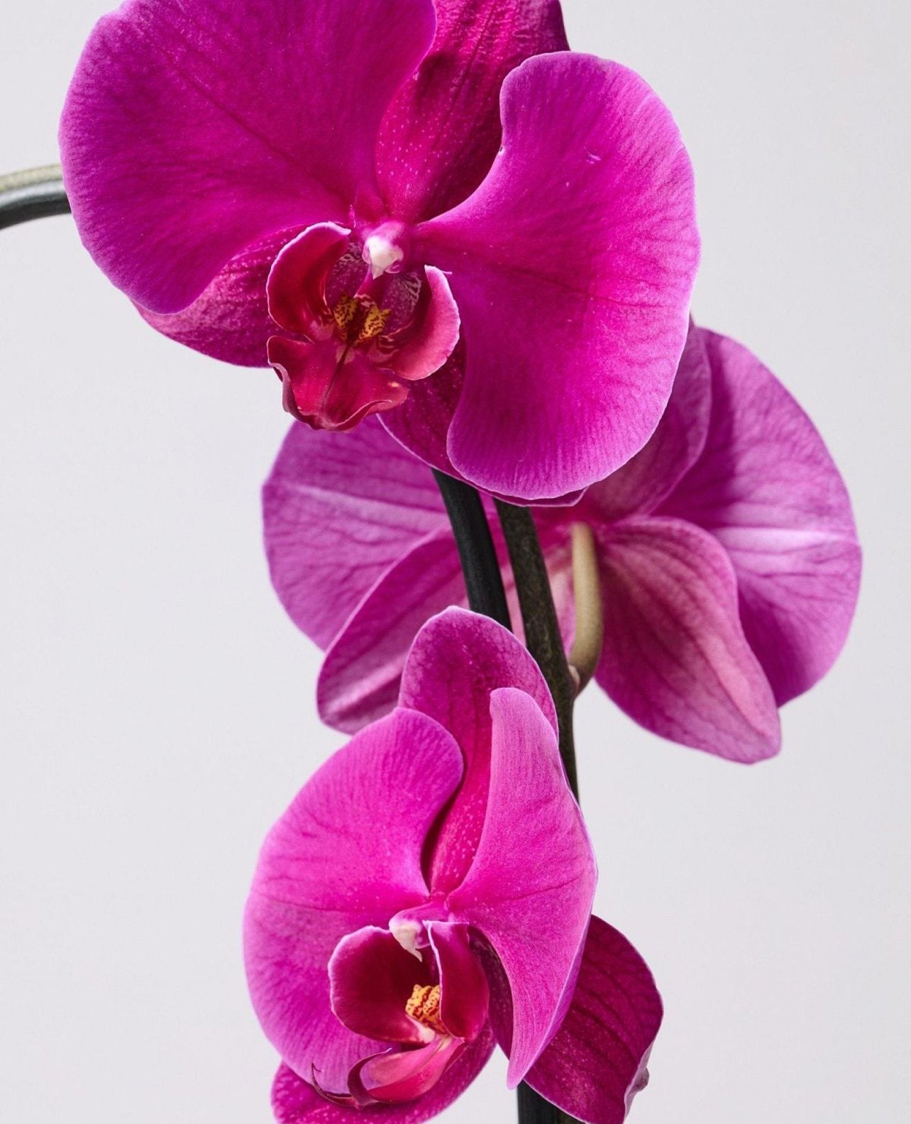 Moth Orchids, Phalaenopsis Orchids