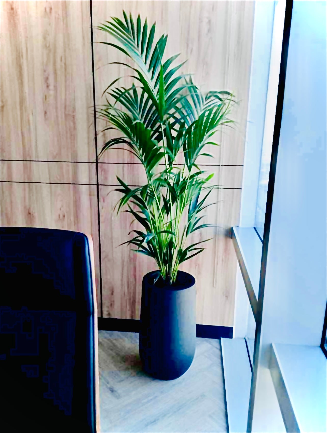 Kentia Palm - Ceramic Pot | 160cm-170cm