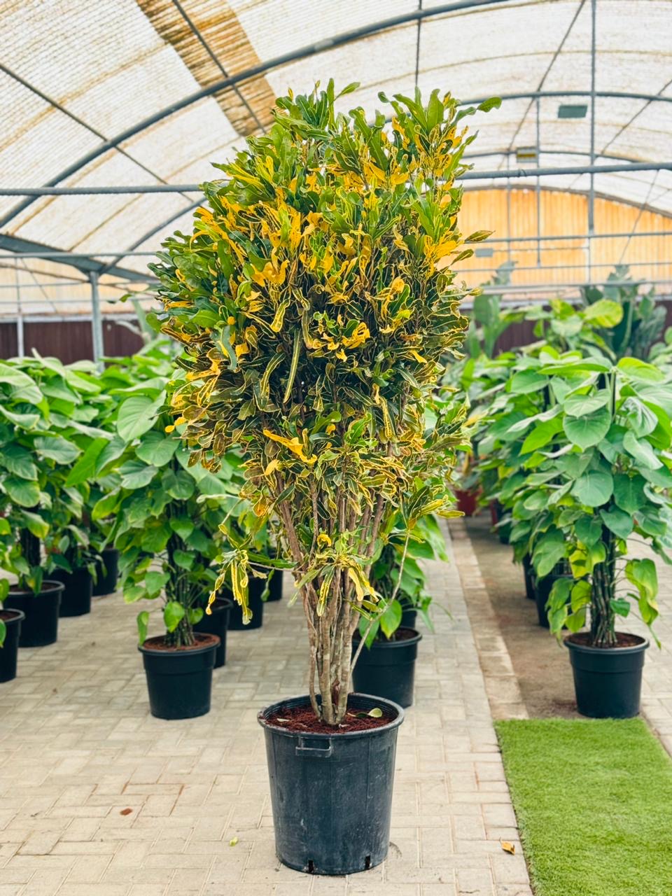 Croton Banana Yellow Plant 1.8mtr “Indoor & Outdoor” - PlantmartUAE.com