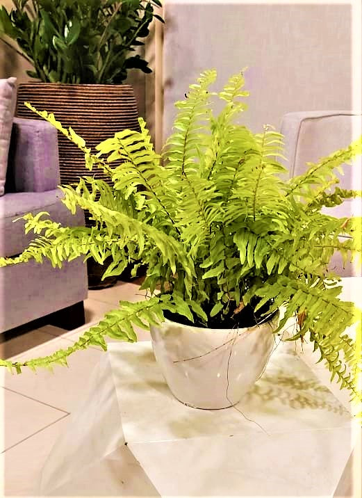 Boston Fern (M) 30cm-40cm - PlantmartUAE.com