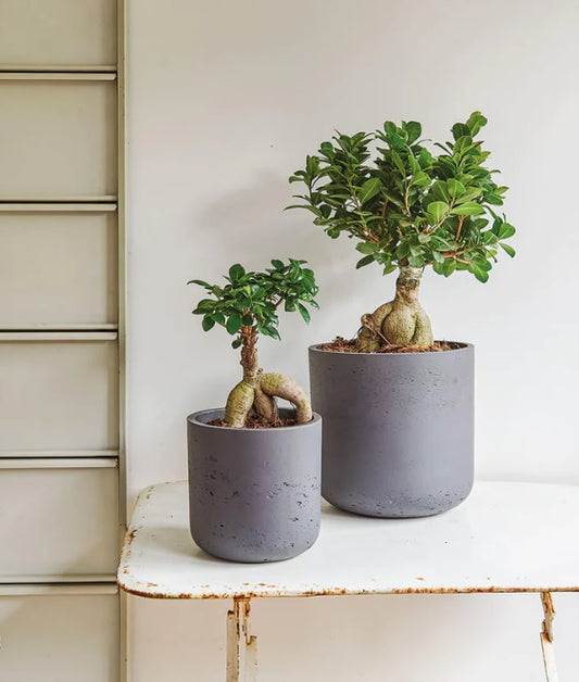 Ficus Microcarpa Ginseng Bonsai - Fiber Pot - PlantmartUAE.com