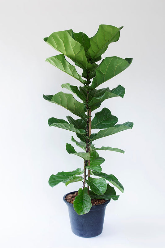 Fiddle Leaf Fig - Single Stem - PlantmartUAE.com