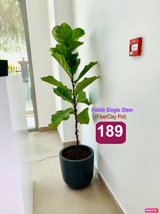 Fiddle Leaf Single Stem- FiberClay Pot 1.6mtr -1.7mtr Fiddle Lyrata