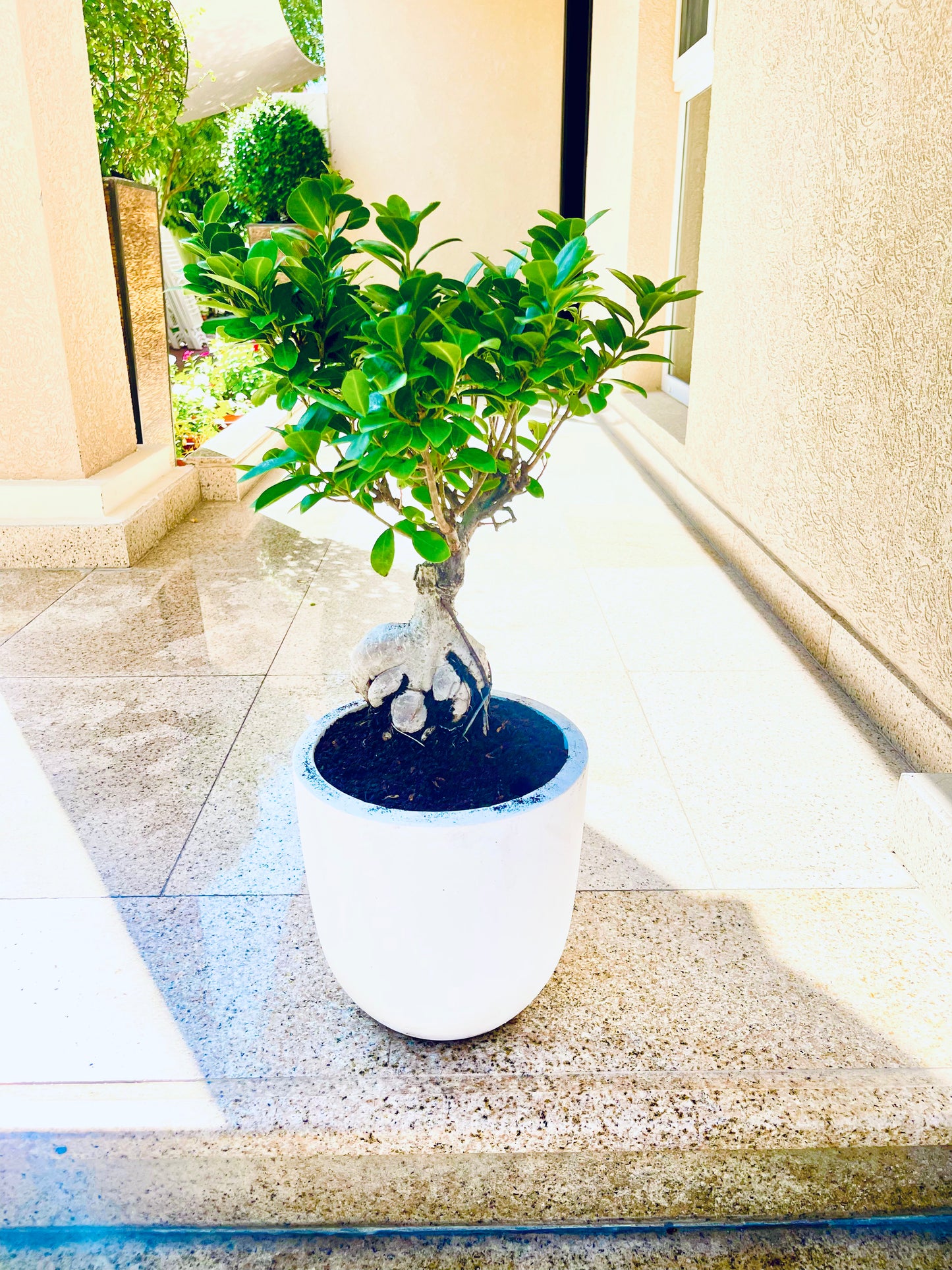 Ficus Microcarpa Ginseng Bonsai