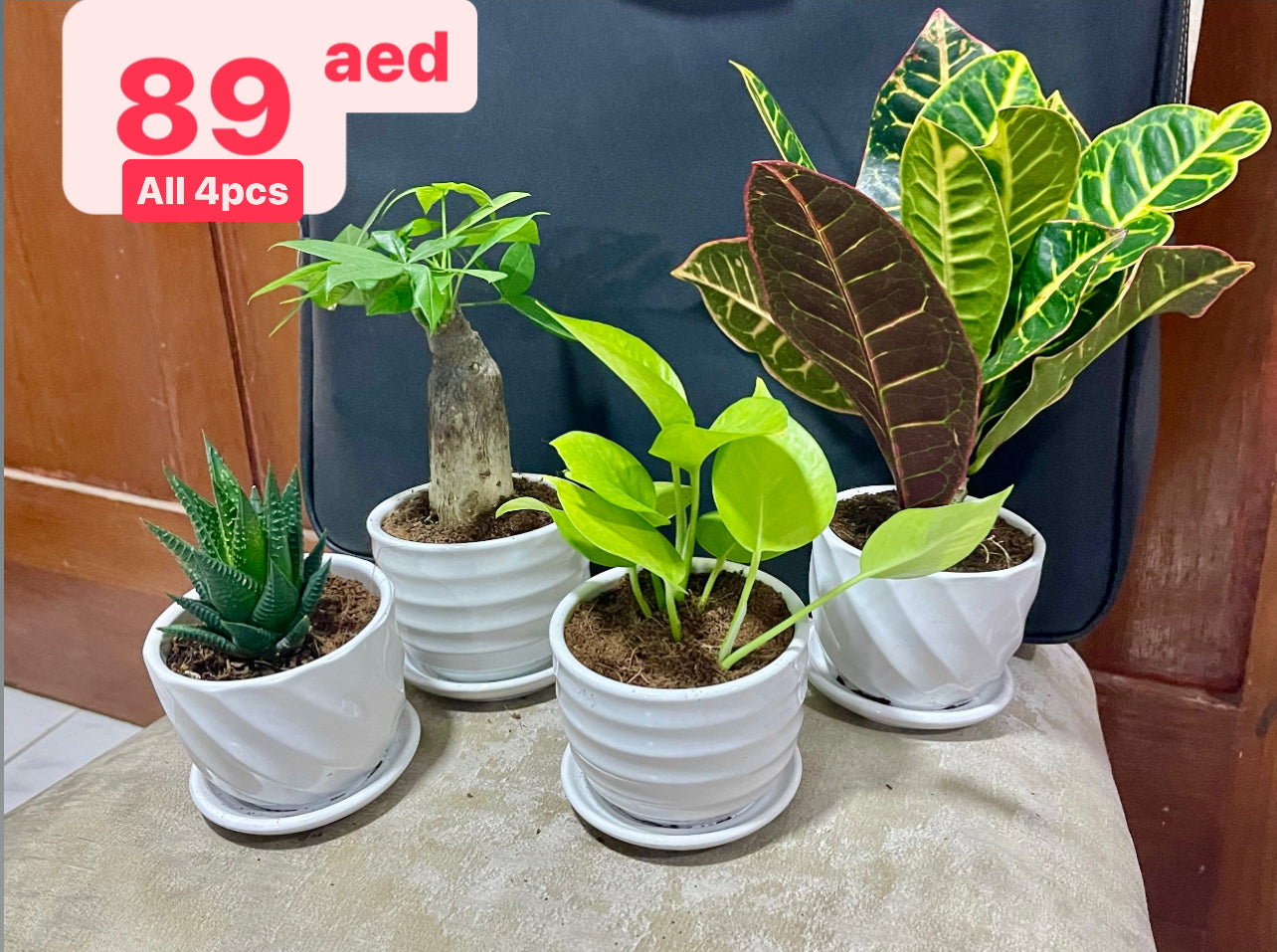 4pcs Potted Combo 89aed : 4 Mini-Plants in Ceramic Pots