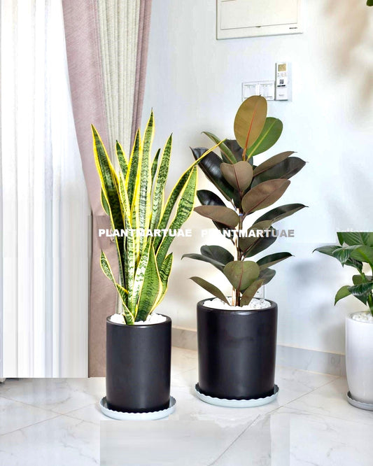 Potted Combo: Rubber Plant + Snake Plant LARGE in Ceramic Pots