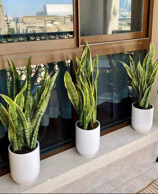 3PCS Potted Sansevieria in Ceramic Pots 70cm / Snake Plants