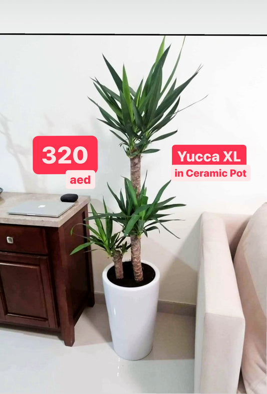 Yucca Elephantipes - Spineless Yucca 150cm-160cm