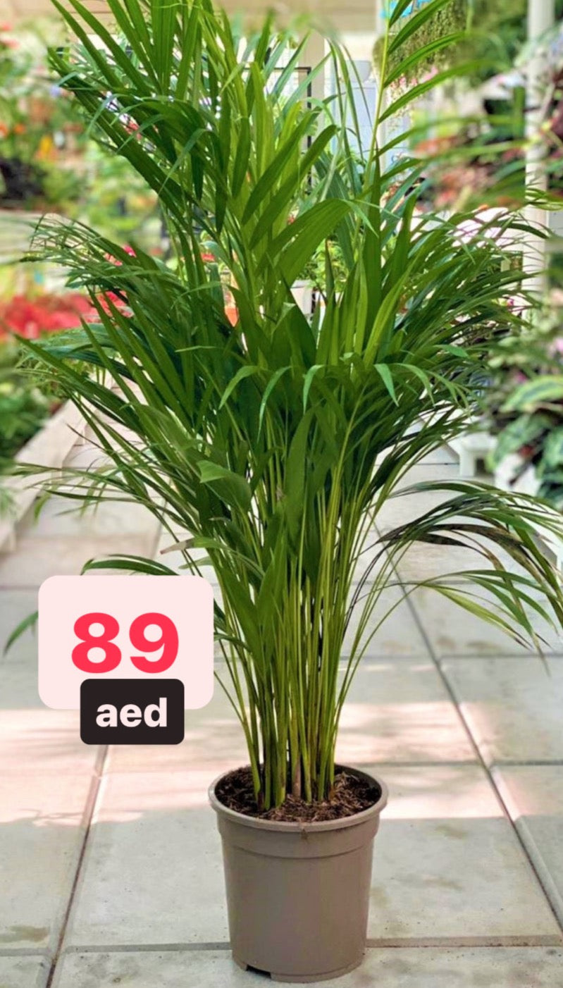 Areca Palm Indoor (140cm-150cm) - Chrysalidocarpus lutescens