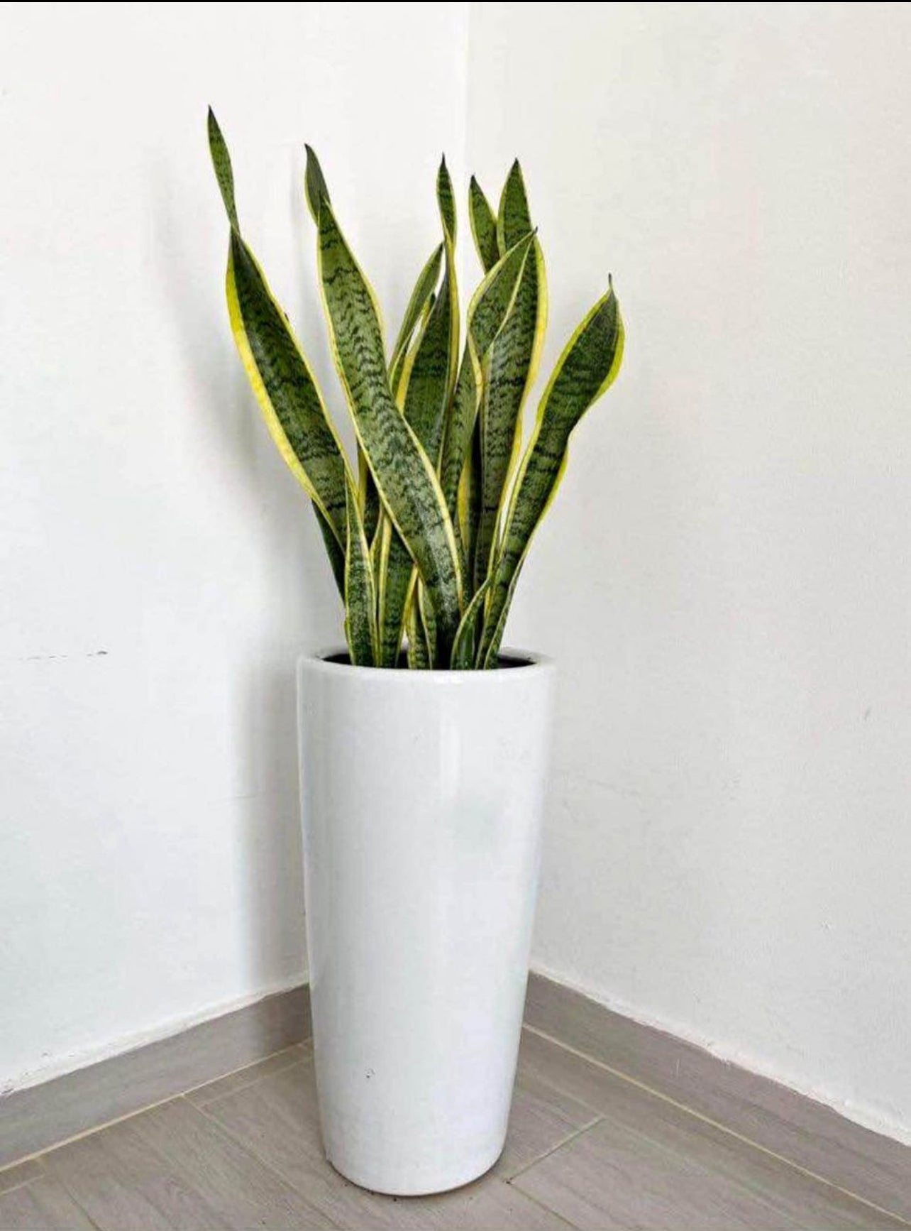 Combo Offer: 2pcs LARGE Sansevieria/Snake Plant-Ceramic Pot