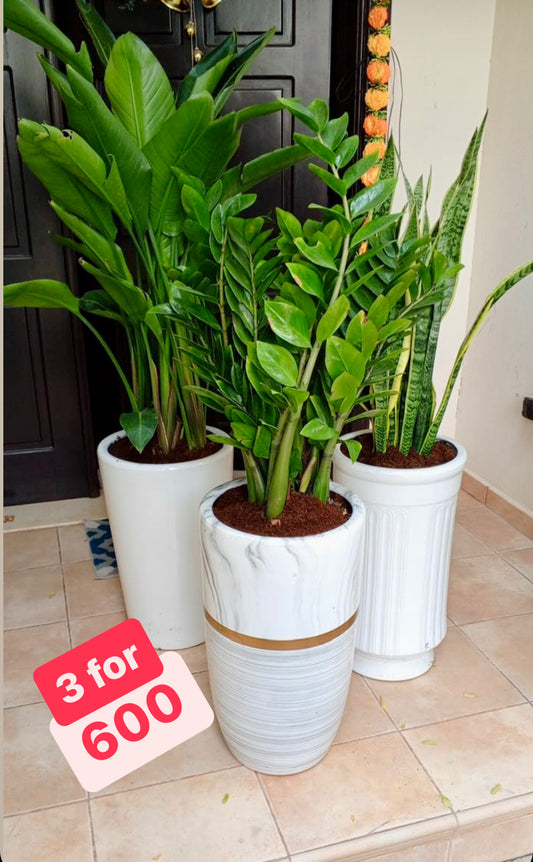 COMBO: 3 Large Indoor Plants in Ceramic Pots