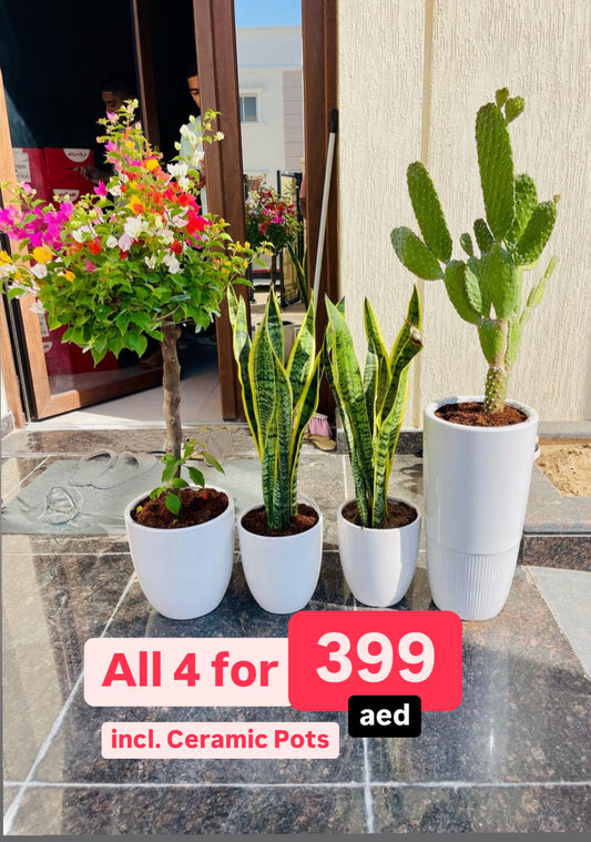 COMBO: 4 Plants in CERAMIC Pots
