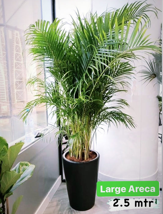 Areca Palm 2.5mtr in Matte-Black Ceramic Pot