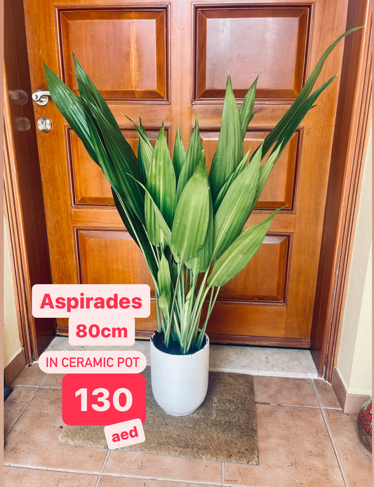 Aspiradas | Aspidistras Indoor Plant | Cast Iron Plant | 60cm-70cm