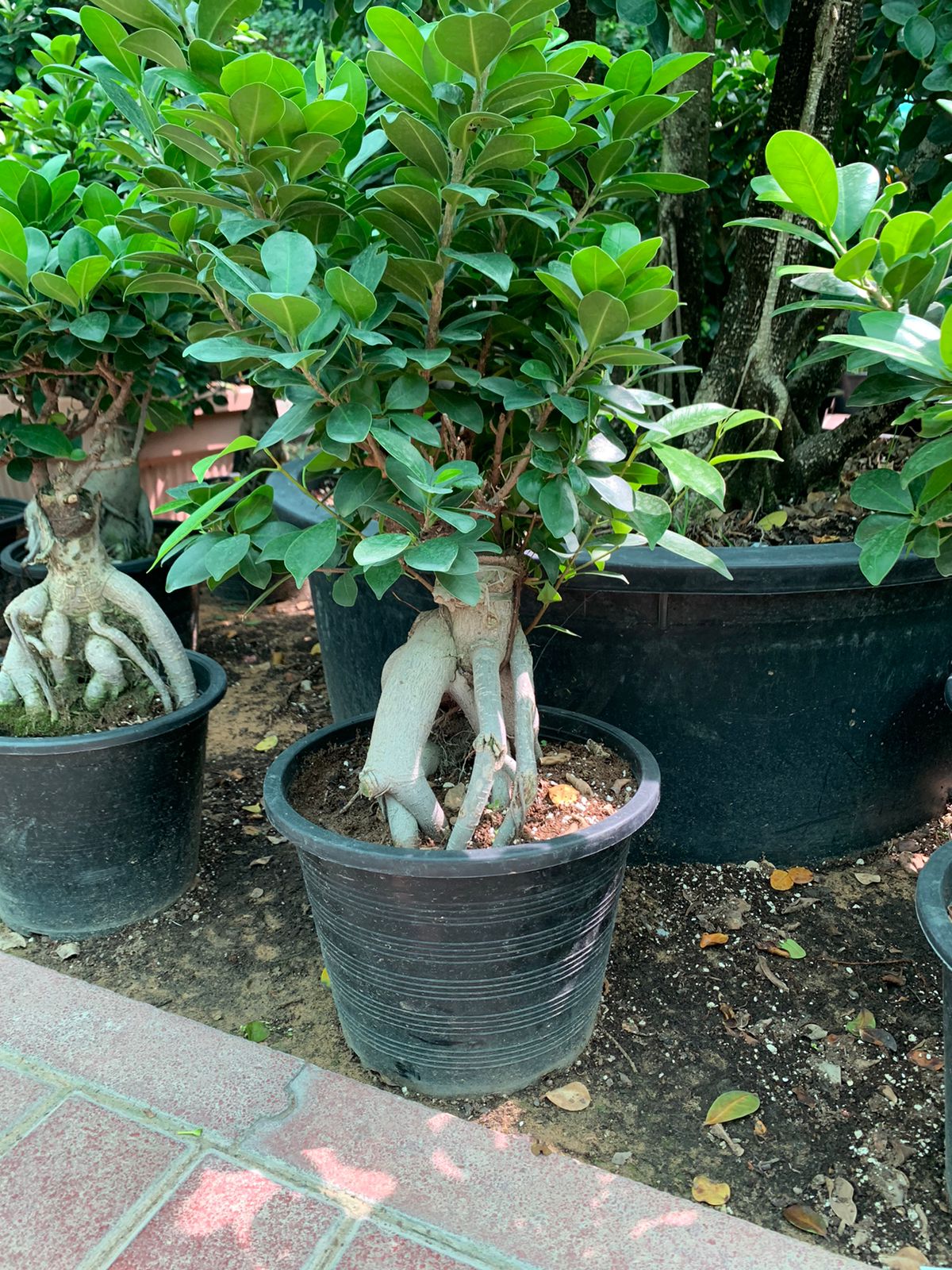 Ficus Microcarpa Ginseng Bonsai - PlantmartUAE.com