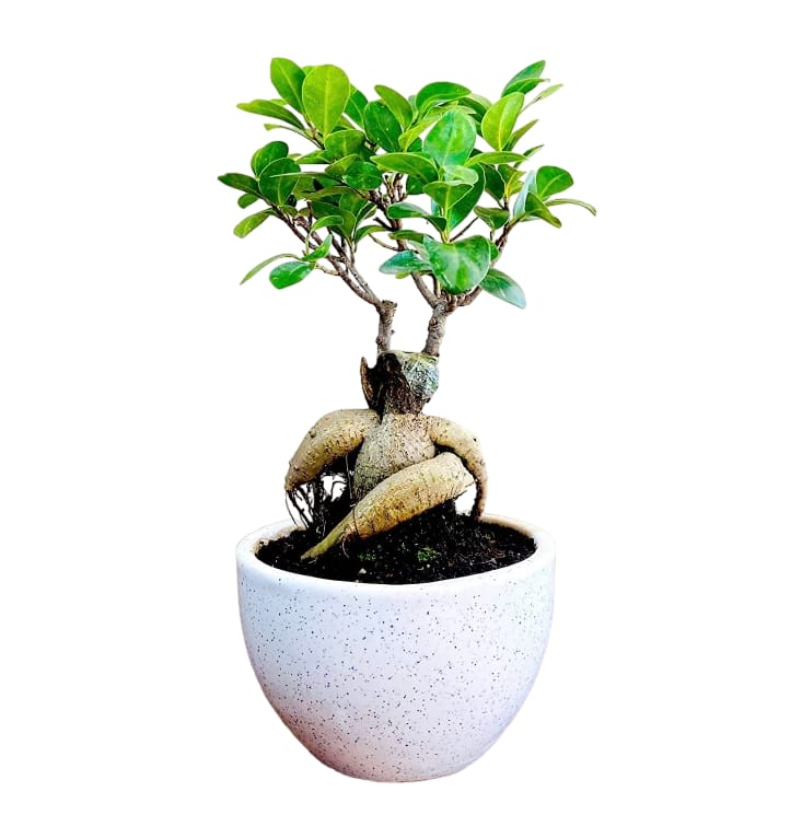 Ficus Microcarpa Ginseng Bonsai - PlantmartUAE.com