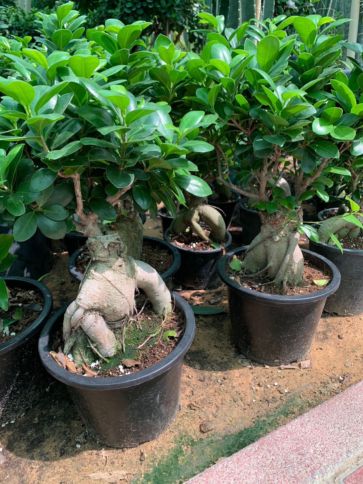 Ficus Microcarpa Ginseng Bonsai - PlantmartUAE.com