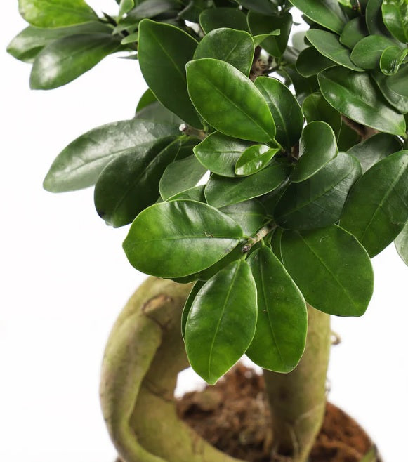 Ficus Microcarpa Ginseng Bonsai - PlantmartUAE.com