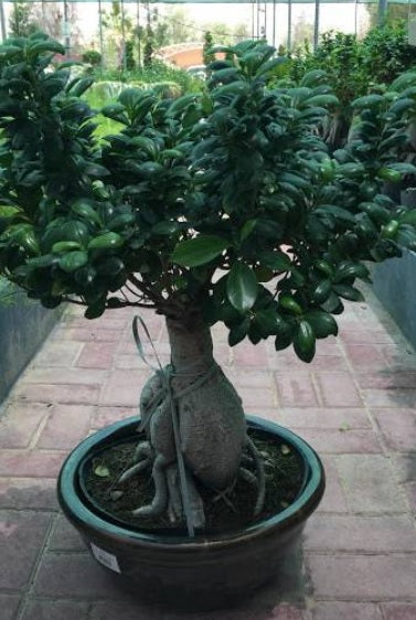 Ficus Microcarpa Ginseng Bonsai - PlantmartUAE.com