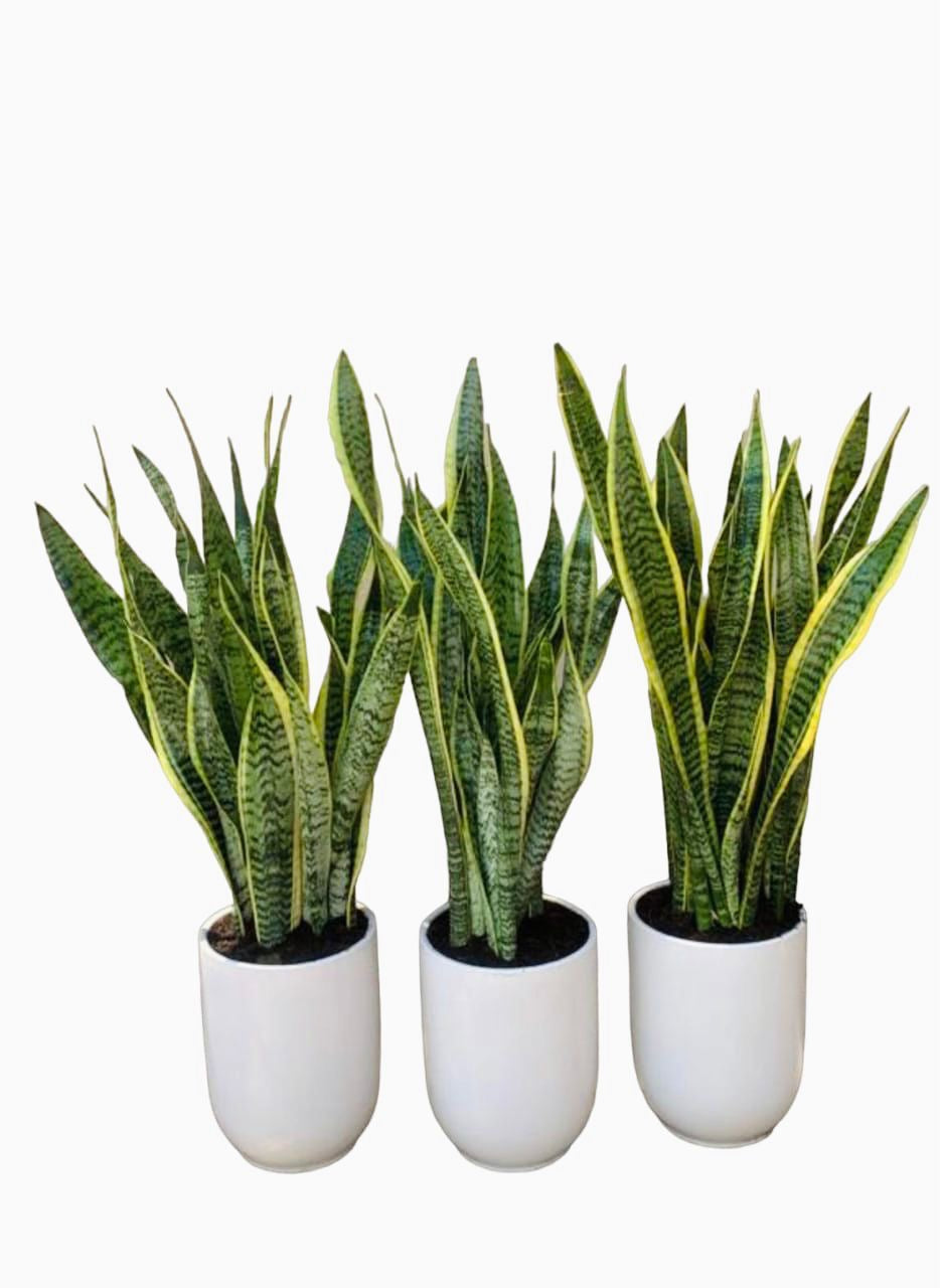 3PCS Potted Sansevieria in Ceramic Pots 70cm / Snake Plants