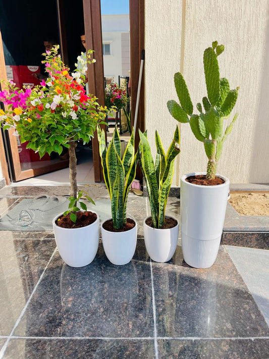 COMBO: 4 Plants in CERAMIC Pots