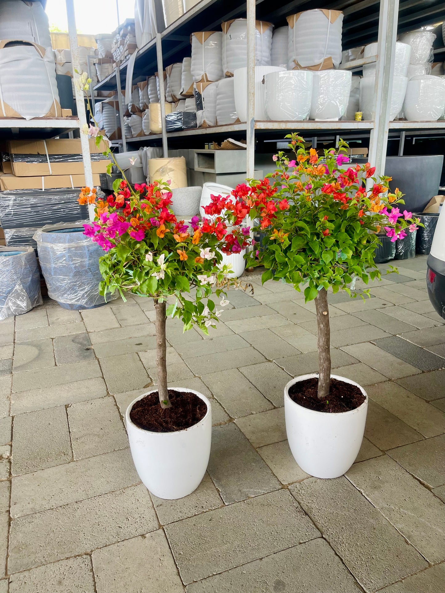 COMBO 2PCS Bougainvillea in CERAMIC Pots (Size: 80cm-90cm)