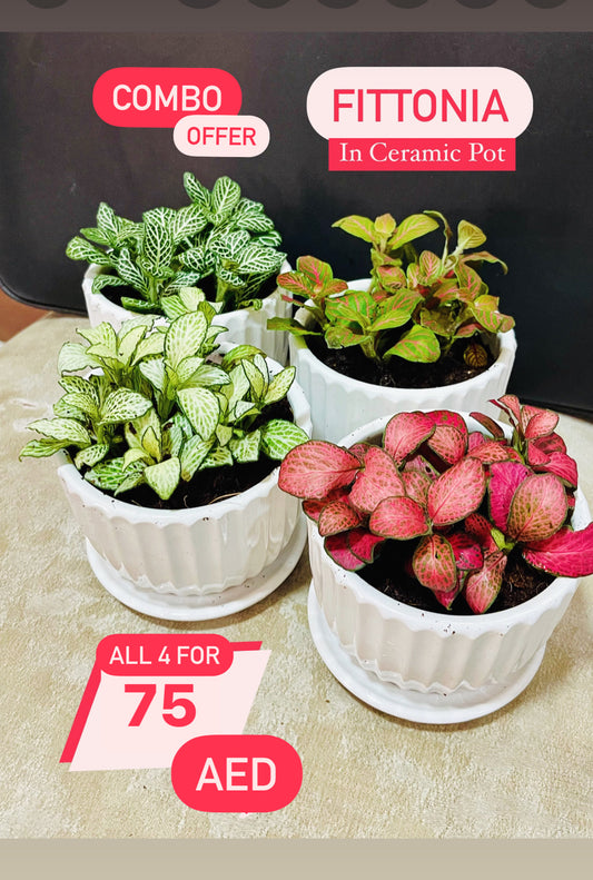 Fittonia COMBO OFFER: 4pcs in CERAMIC Pots, Nerve or Mosaic Plant 5-10cm Spread
