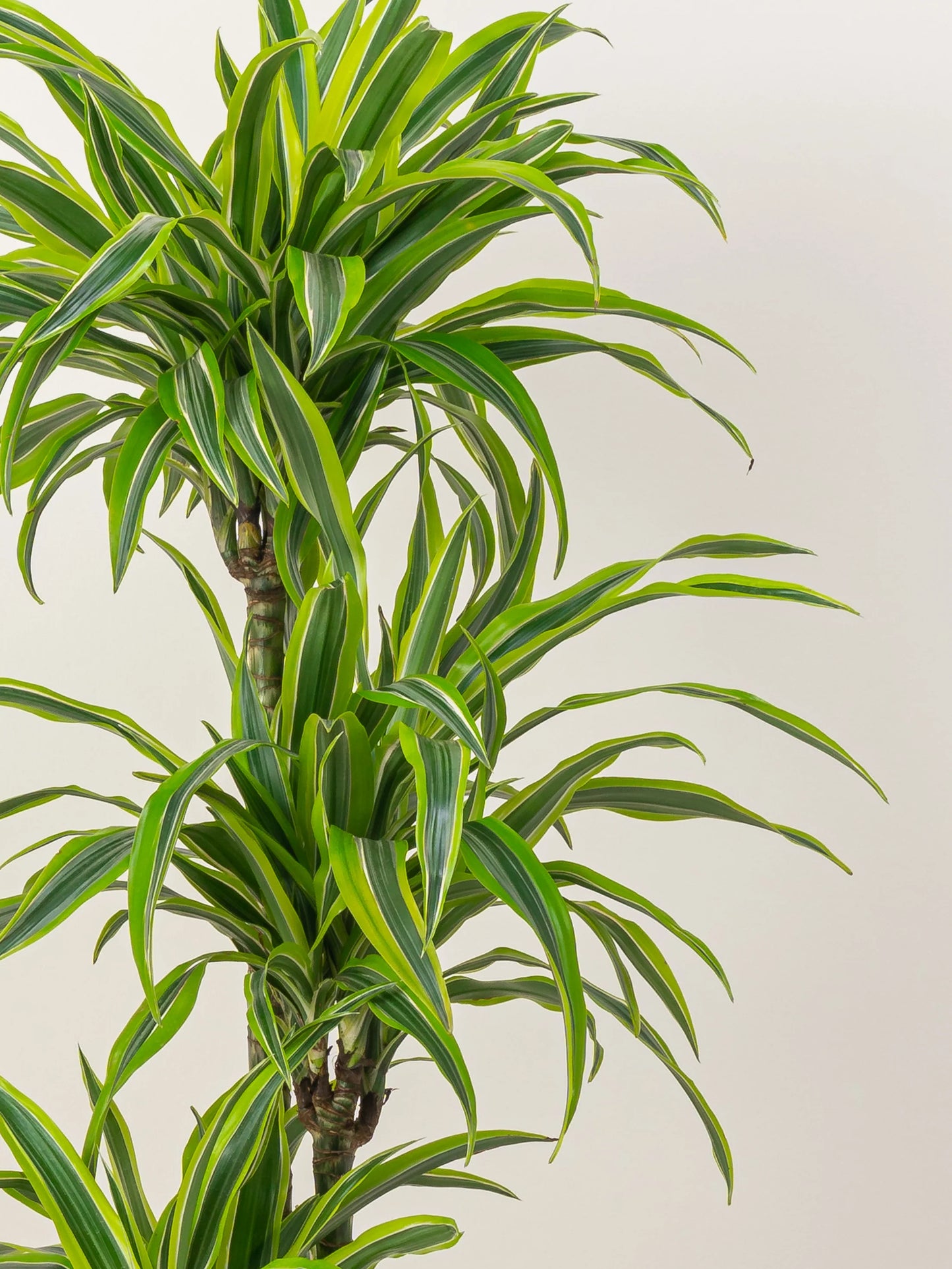 Dracaena lemon lime / Dracaena Fragrans 110cm-120cm - PlantmartUAE.com