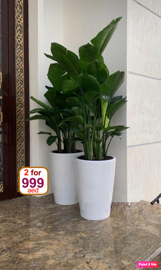 COMBO OFFER!!! Bird of paradaise with ceramic pot - PlantmartUAE.com