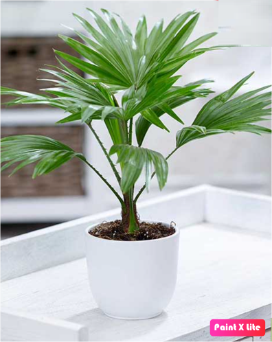 Livistonia Rotundifolia/Footstool Palm 20cm-30cm - PlantmartUAE.com