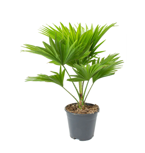 Livistonia Rotundifolia/Footstool Palm 20cm-30cm - PlantmartUAE.com