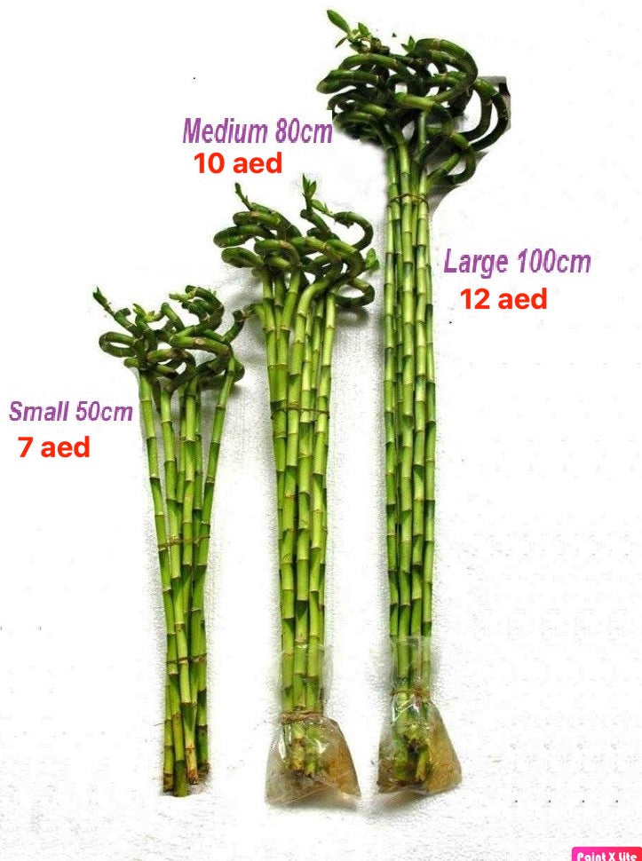 Lucky Bamboo Single Stick (S/M/L) | indoor plant | Best Online Plants | PlantmartUAE.com