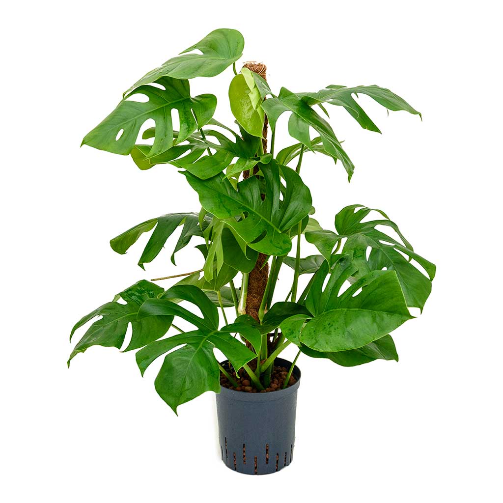 Monstera deliciosa - PlantmartUAE.com