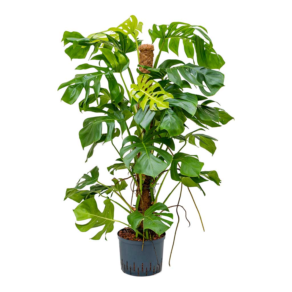 Monstera deliciosa - PlantmartUAE.com