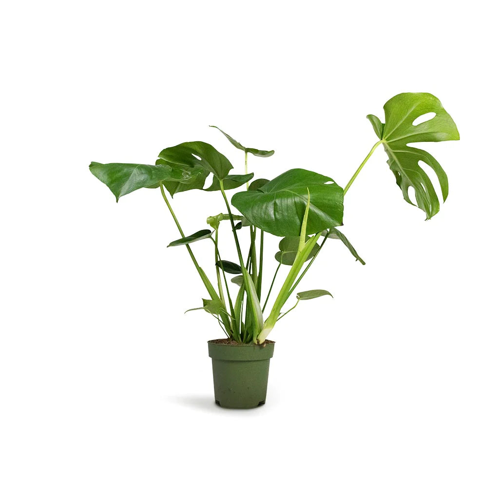 Monstera deliciosa - PlantmartUAE.com