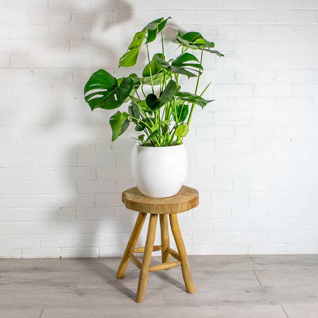 Monstera deliciosa - PlantmartUAE.com