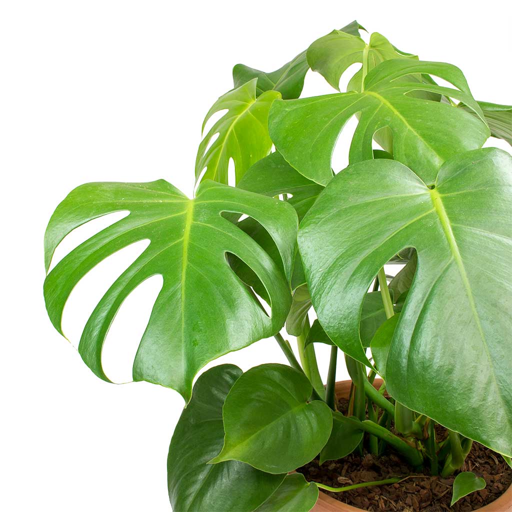 Monstera deliciosa - PlantmartUAE.com