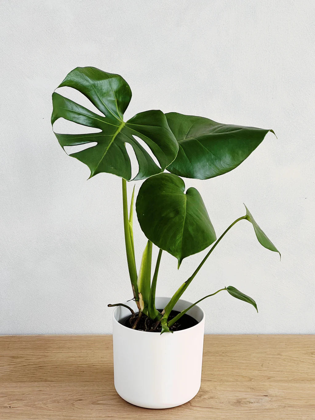 Monstera Deliciosa or Swiss Cheese Plant 40cm-50cm  Ceriman, Swiss Cheese Plant, Monstera, Mexican Breadfruit, Delicious Monster, Split-leaf philodendron