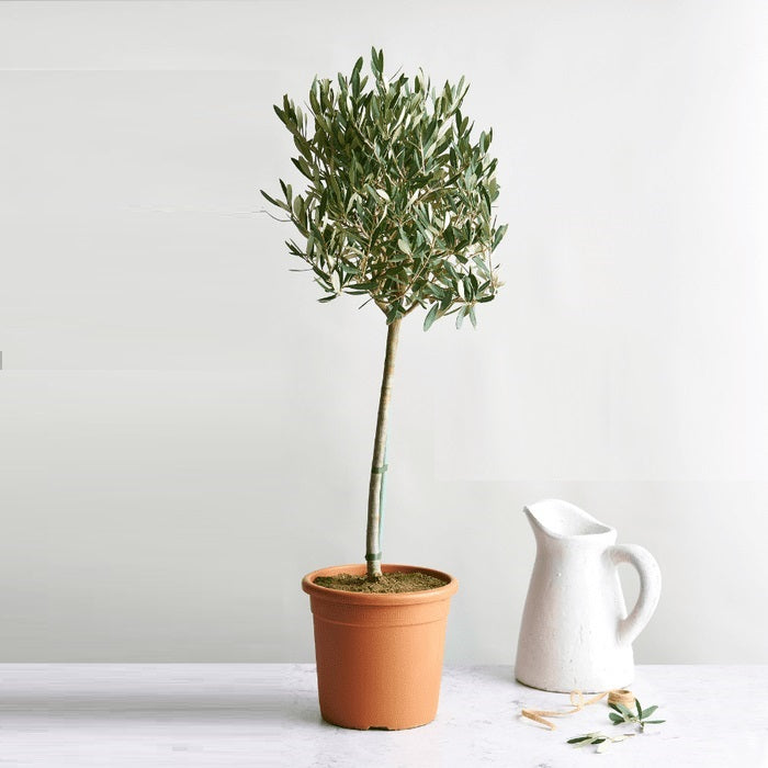 Olive tree - CERAMIC POT 160cm-170cm - PlantmartUAE.com