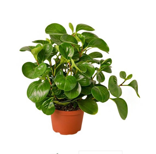 Pepromia Obtusifolia | Baby Rubber Plant - PlantmartUAE.com