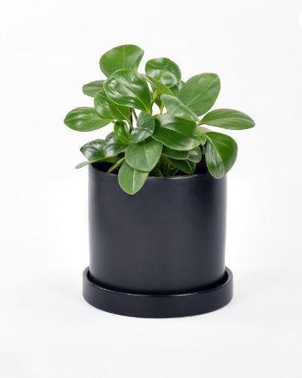 Pepromia Obtusifolia | Baby Rubber Plant - PlantmartUAE.com