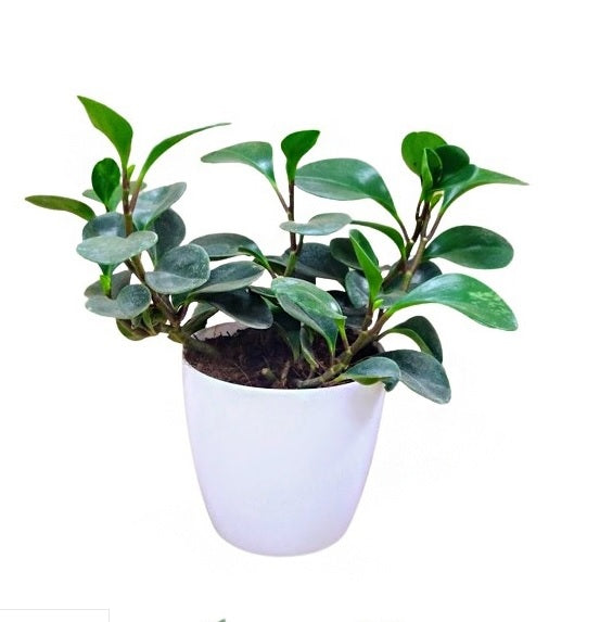 Pepromia Obtusifolia | Baby Rubber Plant - PlantmartUAE.com