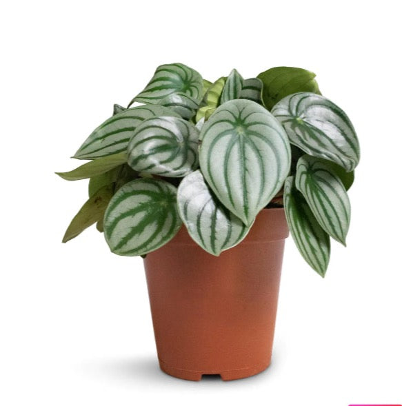 Peperomia argyreia - Watermelon Peperomia - PlantmartUAE.com