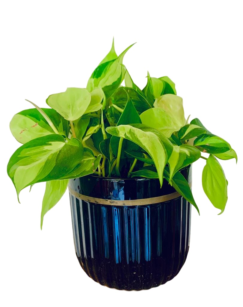 Philodendron Brasil/Heartleaf philodendron - PlantmartUAE.com