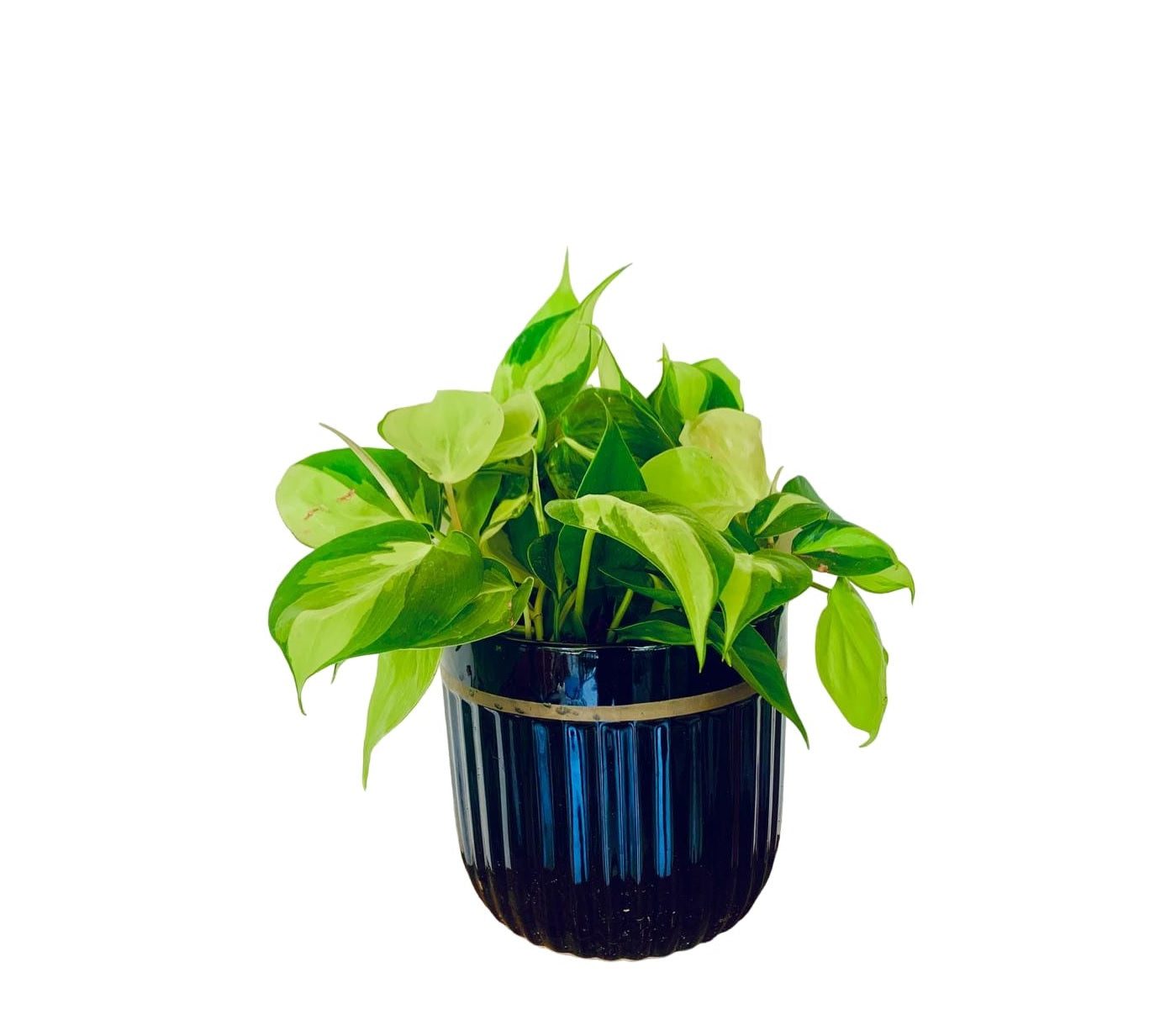 Philodendron Brasil - CERAMIC pot - PlantmartUAE.com