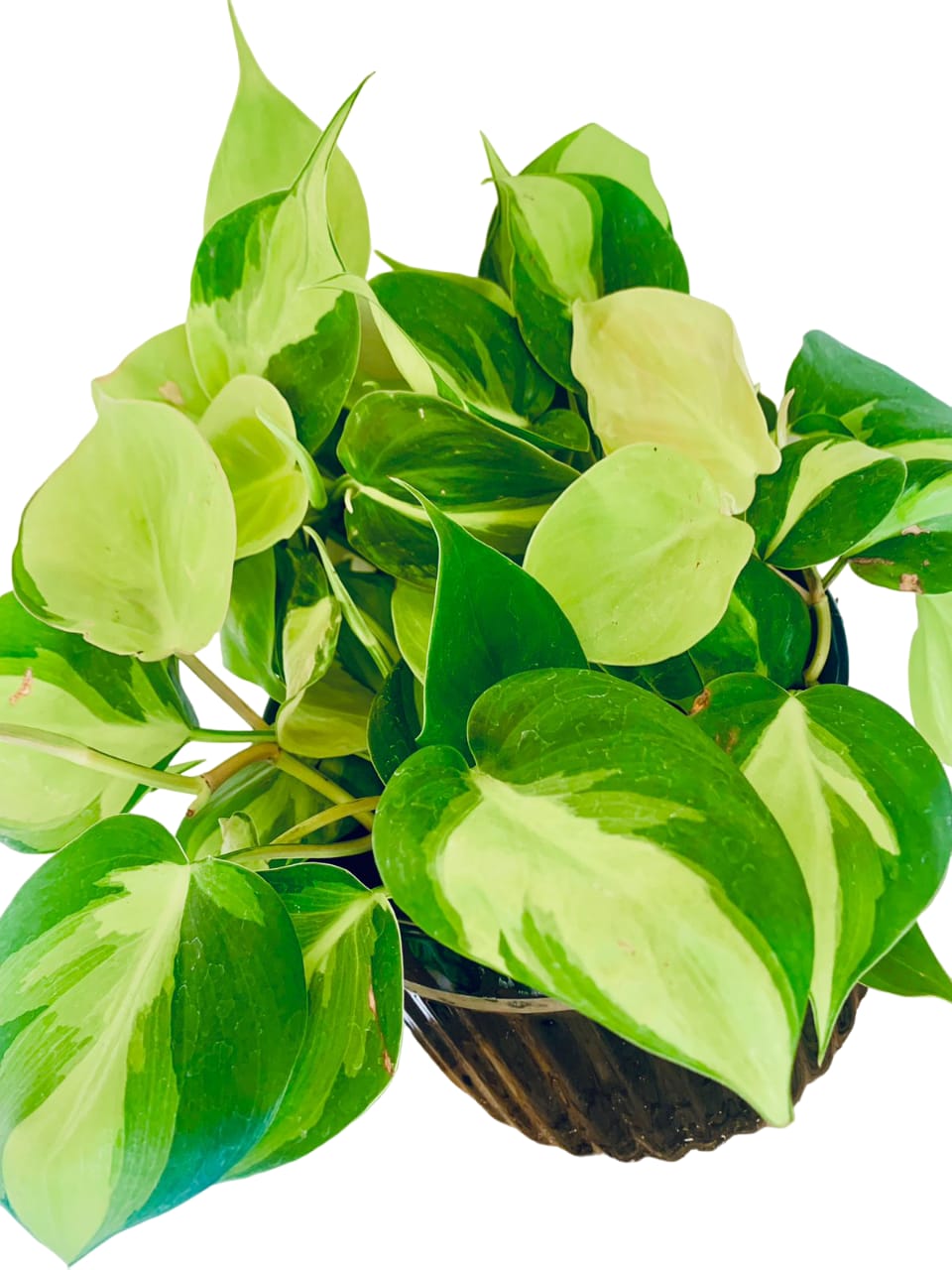 Philodendron Brasil - CERAMIC pot - PlantmartUAE.com